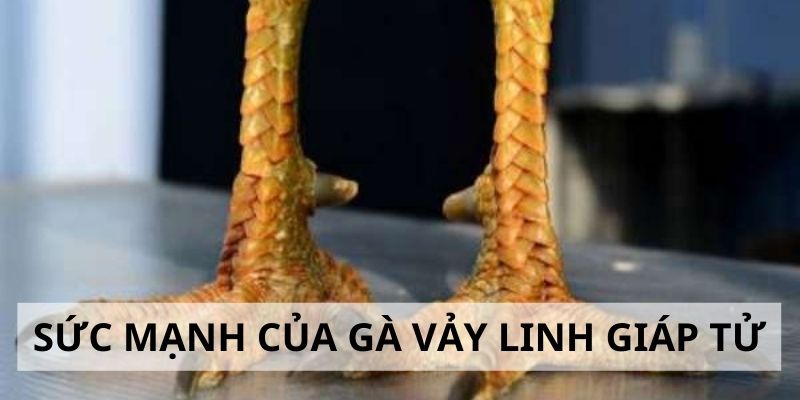 Vảy Linh Giáp Tử - 3 Tiêu Chí Đánh Giá Sức Mạnh Gà Chiến 3 Đánh giá sức mạnh của gà vảy linh giáp tử